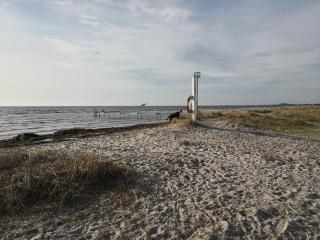 Spurvereden ved vandet - Greve Strand - 1