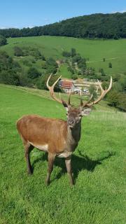 Landhotel Lammershof - Birkenau - 5