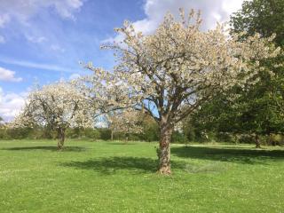 Honeysuckle - 8