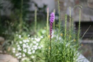 Fragrant Garden Apartment - Lisbona - 3