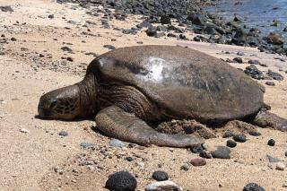 Island Sands Resort - Wailuku - 7