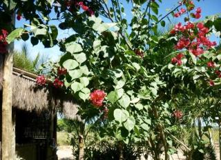 Flat Bang-Lu - Barra Grande - 8
