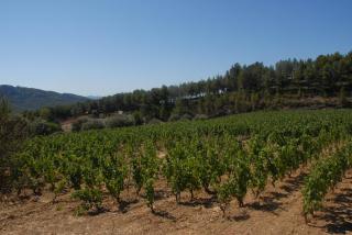 Le Mas des Vignes - Bandol - 3
