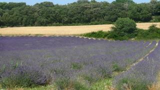 Le Lavandin - 9