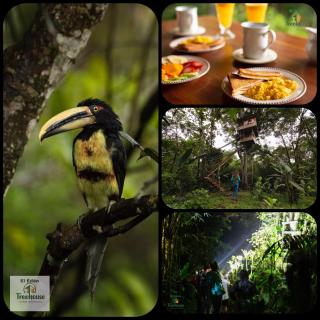 Eden Treehouse - 9