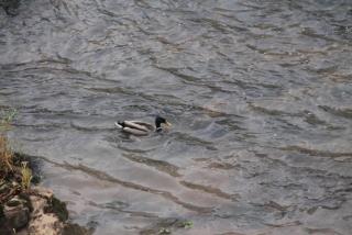 Le Moulin de Benechou - 1