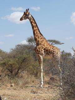 Sandai Resort Lake Baringo - Ol Kokwe - 8