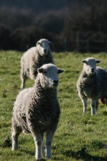 Chadwell Hill Farm - 4