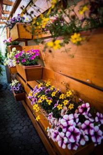 Pastorale Apartman - 4