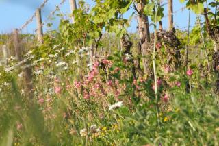 Pension Weingut Schwab - 4