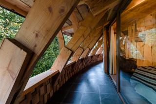 Huilo Huilo Reino Fungi - 8