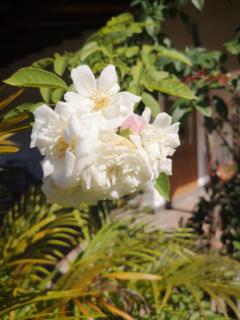 Belle Amie Self Catering - 6