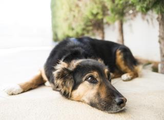 Villa d'Irene-near athens airport , 200 meters from the beach davis - 2