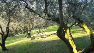 Residence Oliveto Mare Carso - Sistiana - 8
