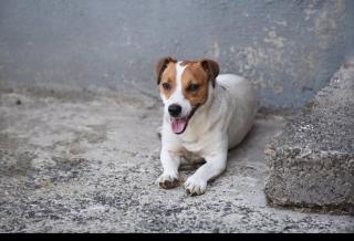 Ballyginniff Farm House - Crumlin - 1