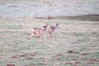 Nature Cottage Vosges - Anould - 1