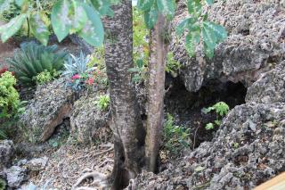 La Casa Del Arbol - Las Galeras - 2