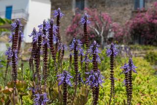 Il Brillocco - Castellabate - 6