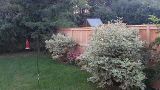 Evening Shade - Fergus - 8