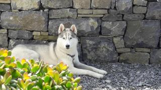 Cois Na hAbhann - Doolin - 8