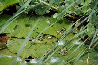 Bed & Breakfast aan de Beek - Arcen - 1