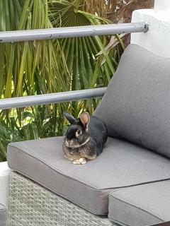 Appartement Villa LES TILLEULS - Millau - 4