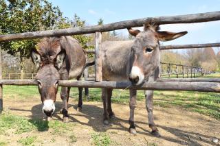 Venicegreen Agriresort - Tessera - 2