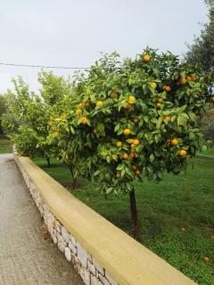 Athina's Apartment in Olive Grove - Faliraki - 4