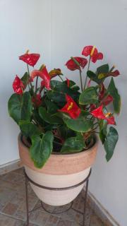 Blue Bay Beach House - Lanarka - 5