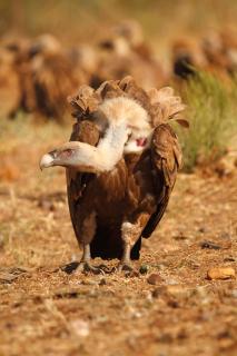 Apartamentos de Astroturismo la Cañada - 5