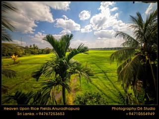 Heaven Upon Rice Fields - Anuradhapura - 2