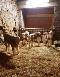 Ferienwohnung Grüngut - 7