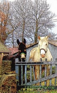 Petite Ferme d'Autrefois - Saint-Georges-Nigremont - 2