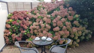 Palm Court Motel - Otorohanga - 3