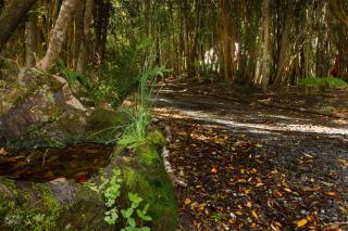 Cabañas Ensenada Bosque Nativo - La Ensenada - 1