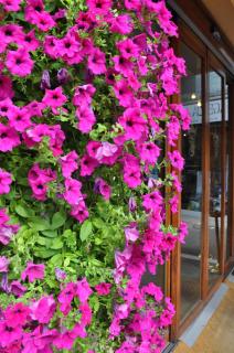 Hotel Igea - Padua - 1