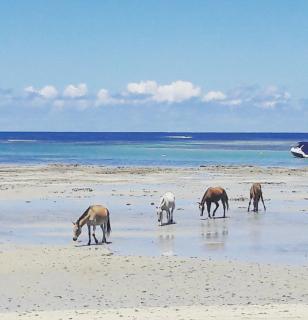 Axé Mainha Flats! Quarta Praia! - 8