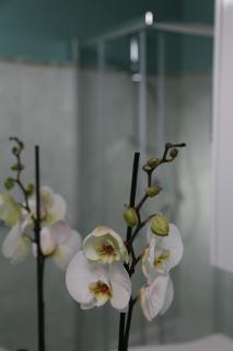 Casa Ercoli BOITO - Vinci - 2