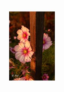 Chambres d'Hôtes Rachelle Schneider - 1