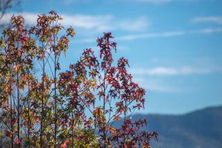 Mountain Top Retreat - 4