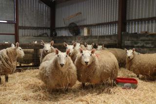Cob Cottage - Tregaron - 8