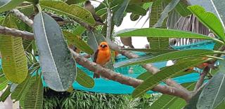 La Residence D'Almée Apartment and Studio - Praslin - 4