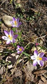 Oak Tree Apartment - Tölgy Lak Apartman és Szauna - 5