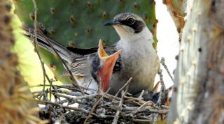 Cormorant Beach House - Puerto Villamil - 1