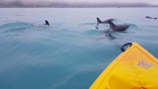 K'orca Cottage by the Sea - Kaikoura - 2