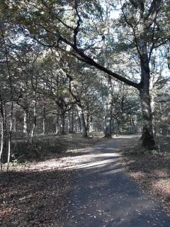 Les Prunelliers - Rambouillet - 1