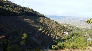 Casa da Quinta do Porto - Lamego - 8