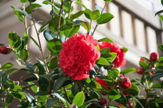 Appartement 3 pièces, Krutenau, Parking privé - 4