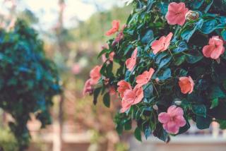 Riverside House Hotel - Chiang Mai - 4