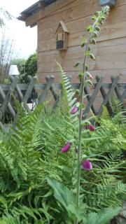 Domaine de Sault - 4